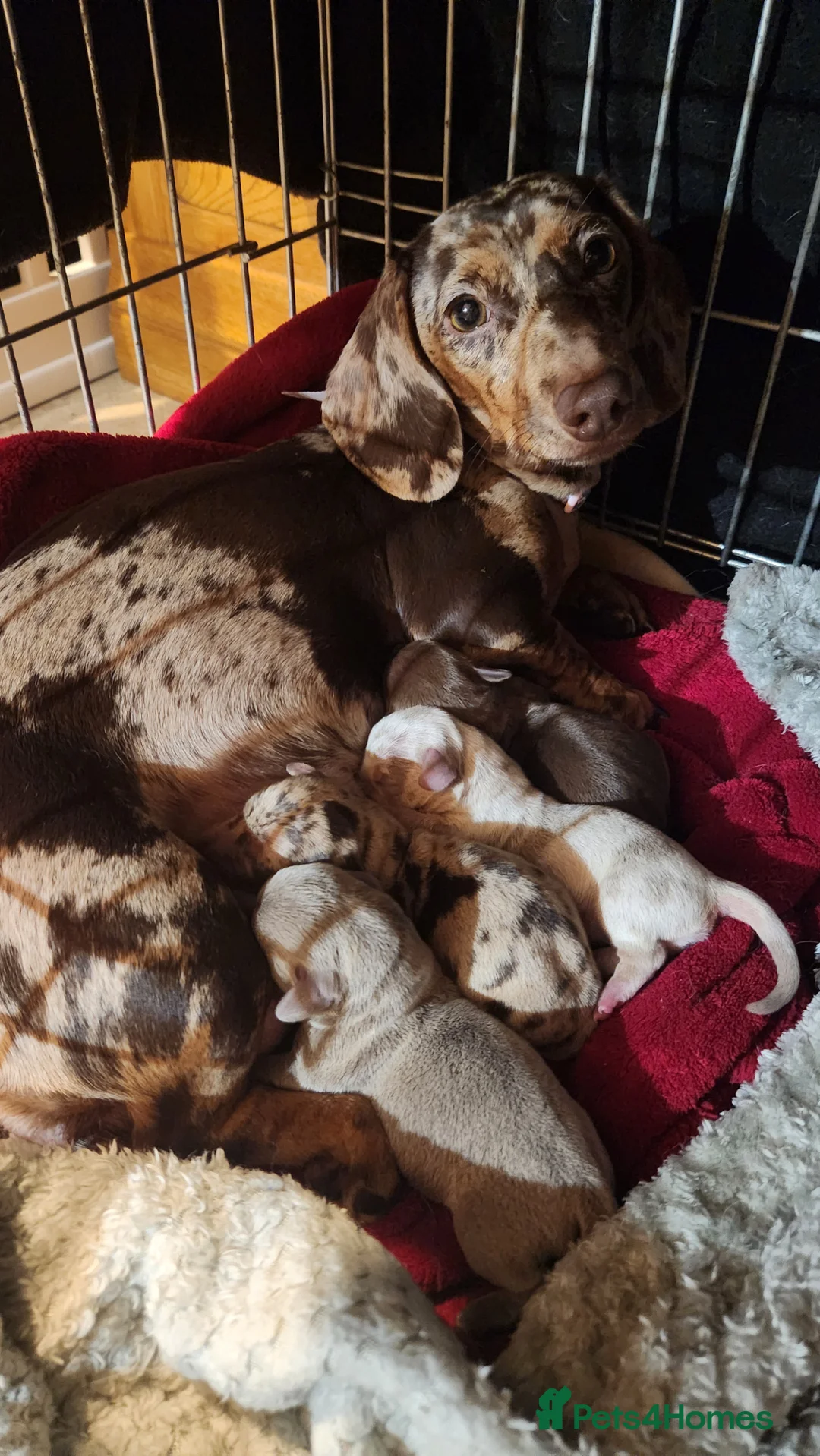 Miniature Dachshund dogs for sale: 4 miniture dachshunds - Advert 2