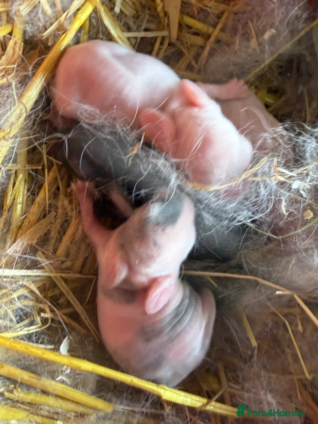 Mini Lop rabbits for sale: Top quality mini lops - Advert 4