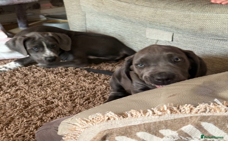 Cane Corso dogs - Advert 1