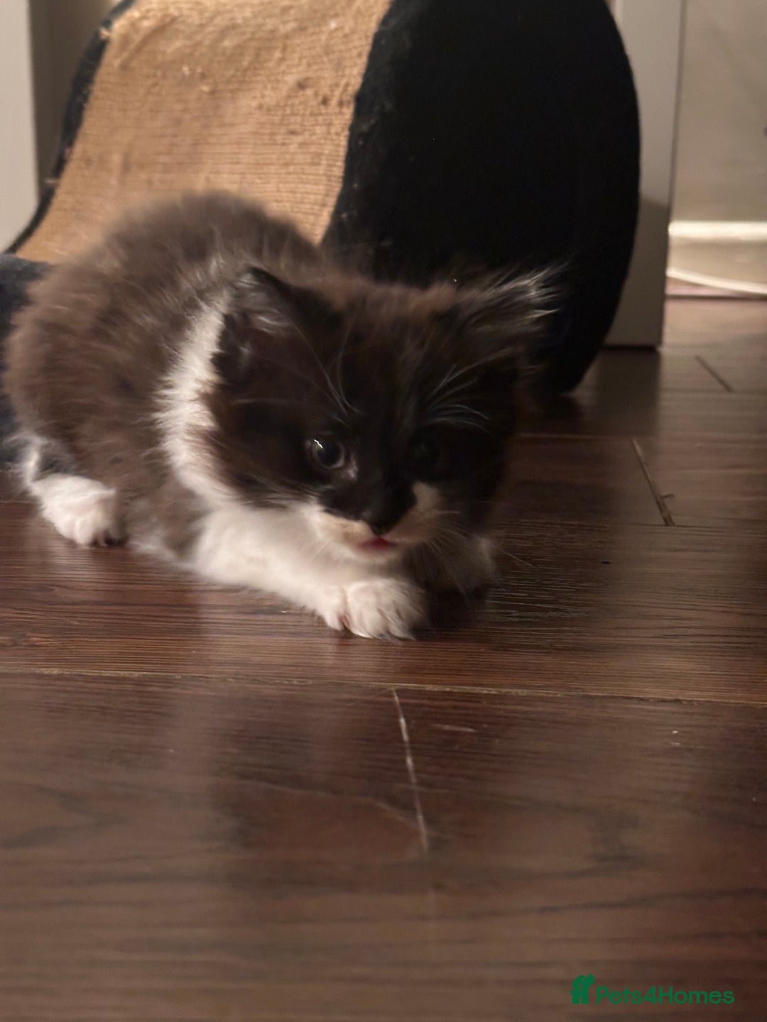 Mixed Breed cats for sale: Two Adorable Kittens Ready For New Home - Advert 11