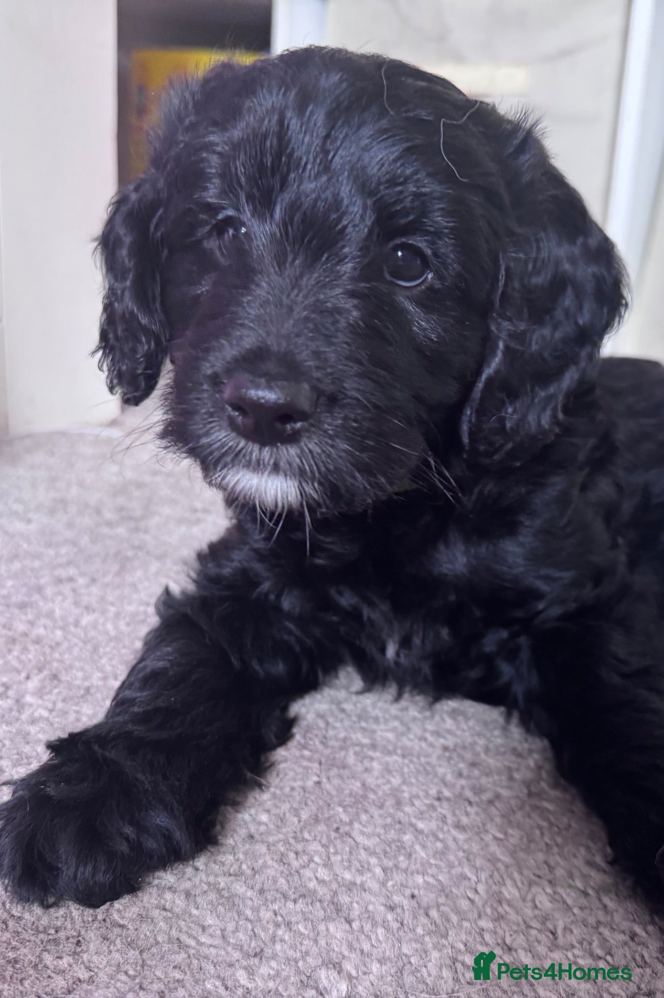 Mini Goldendoodle dogs F1 Miniature Goldendoodles   - Advert 1
