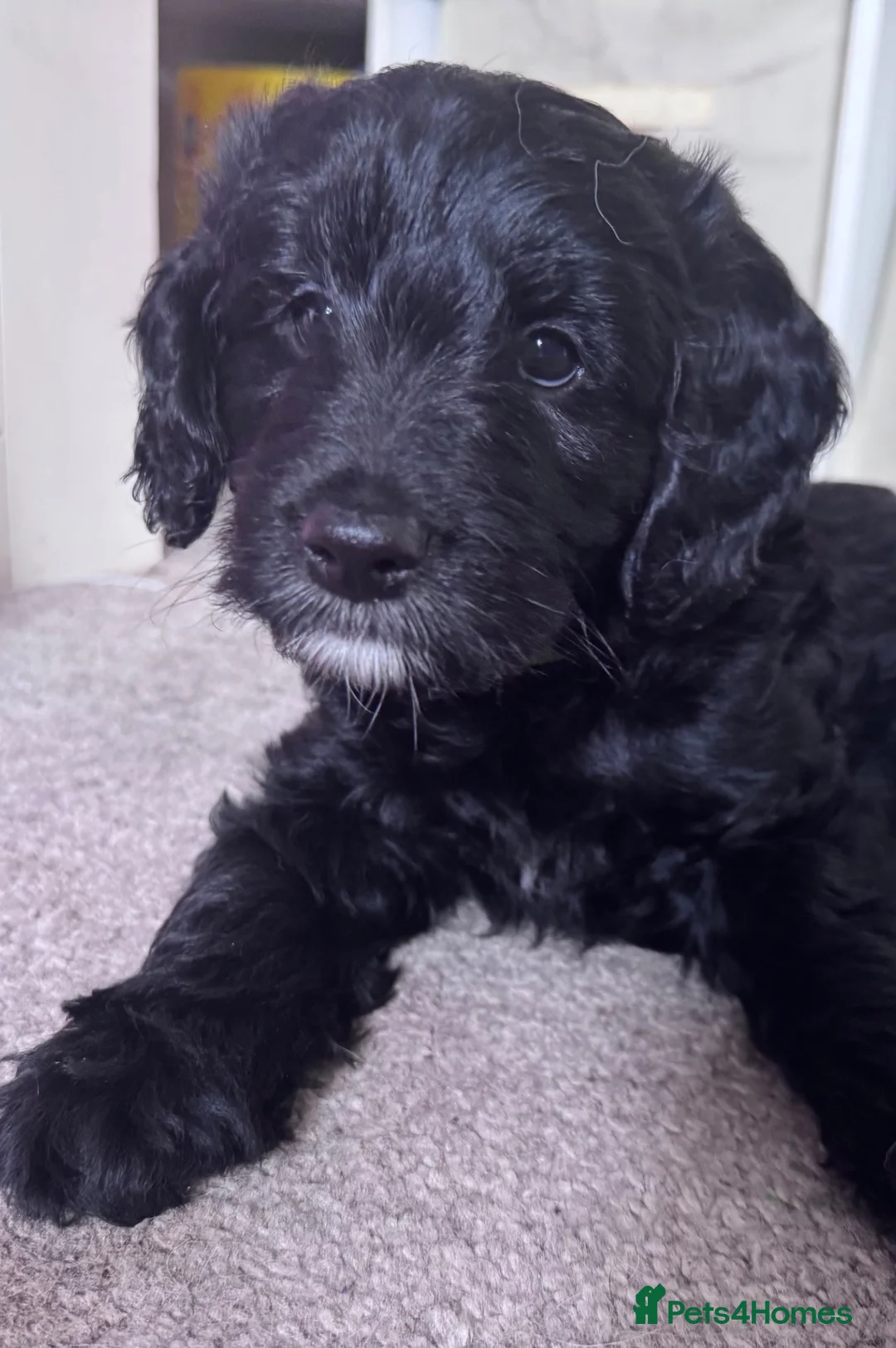 Mini Goldendoodle dogs for sale: F1 Miniature Goldendoodles   - Advert 2