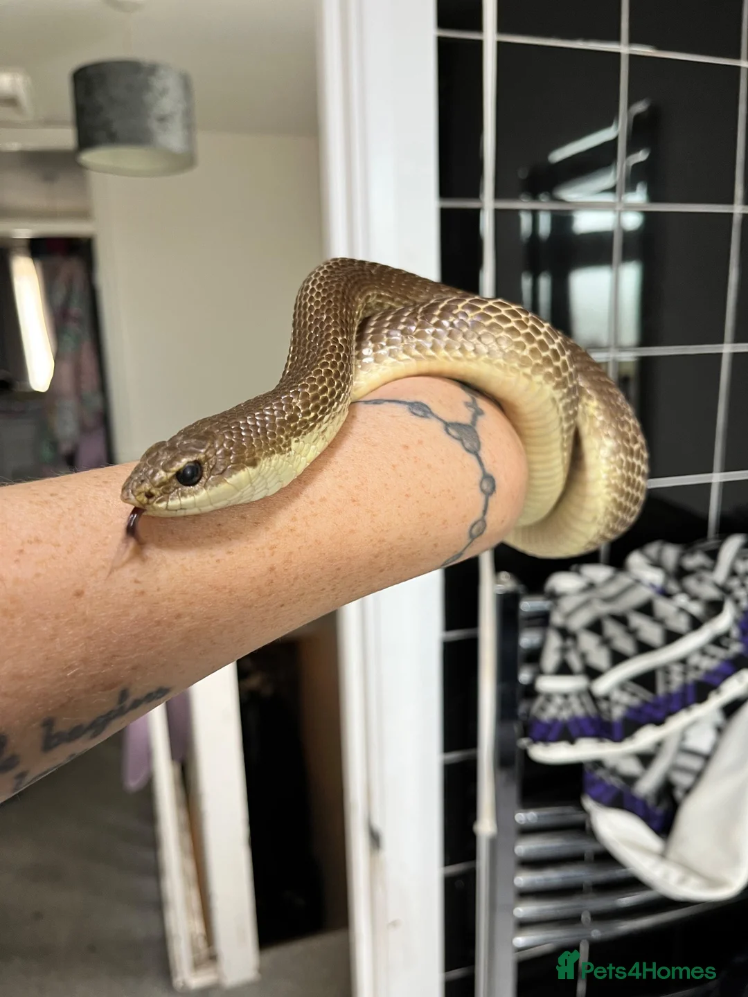 Snake reptiles for sale: Giant Madagascan Blonde Hognose  - Advert 6