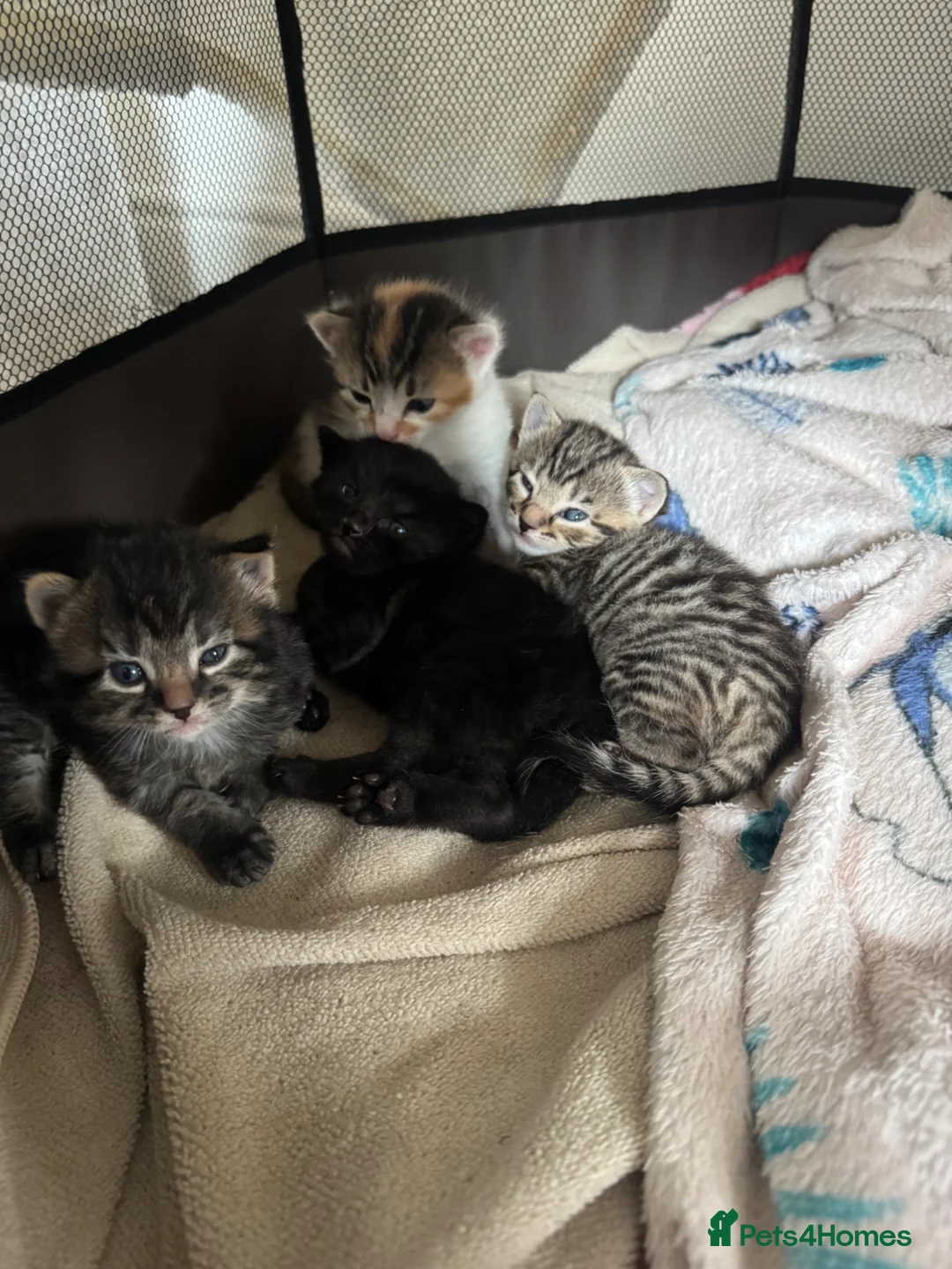 Mixed Breed cats for sale: The cutest kittens ever  - Advert 4