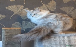 Maine Coon cats for sale: Black Silver Shaded Active proven boy - Image 4