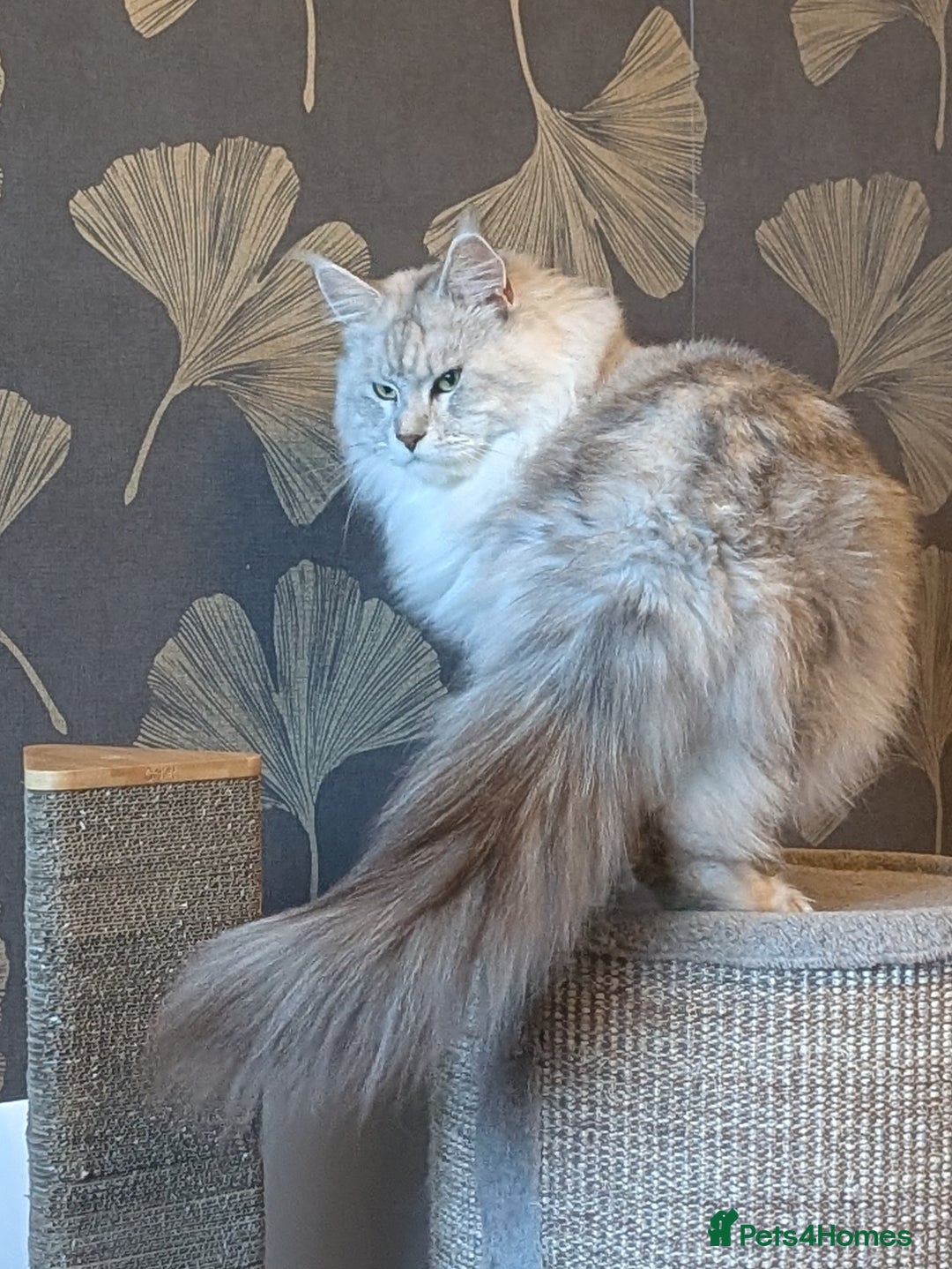 Maine Coon cats for sale: Black Silver Shaded Active proven boy - Image 4