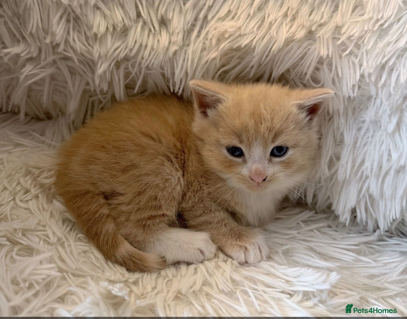 Ragdoll cats Female blonde/ginger kitten  - Advert 10