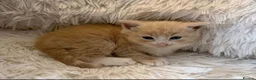 Ragdoll cats for sale: Female blonde/ginger kitten  - Advert 1