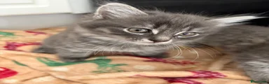Domestic Shorthair 1