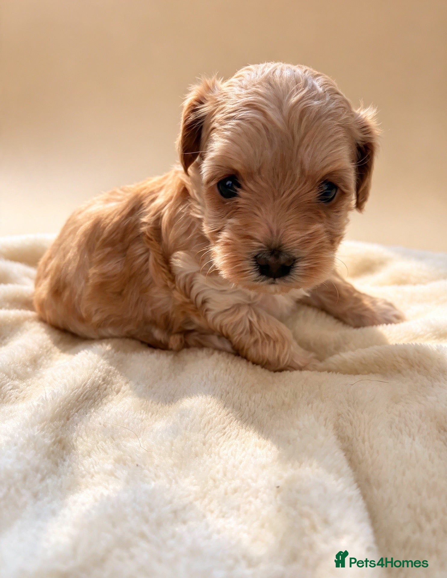 Maltipoo dogs Beautiful Korean tiny Maltipoo girls  - Advert 1