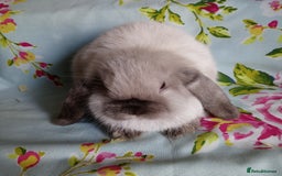 Mini Lop rabbits for sale: Pedigree Mini Lops - Image 8