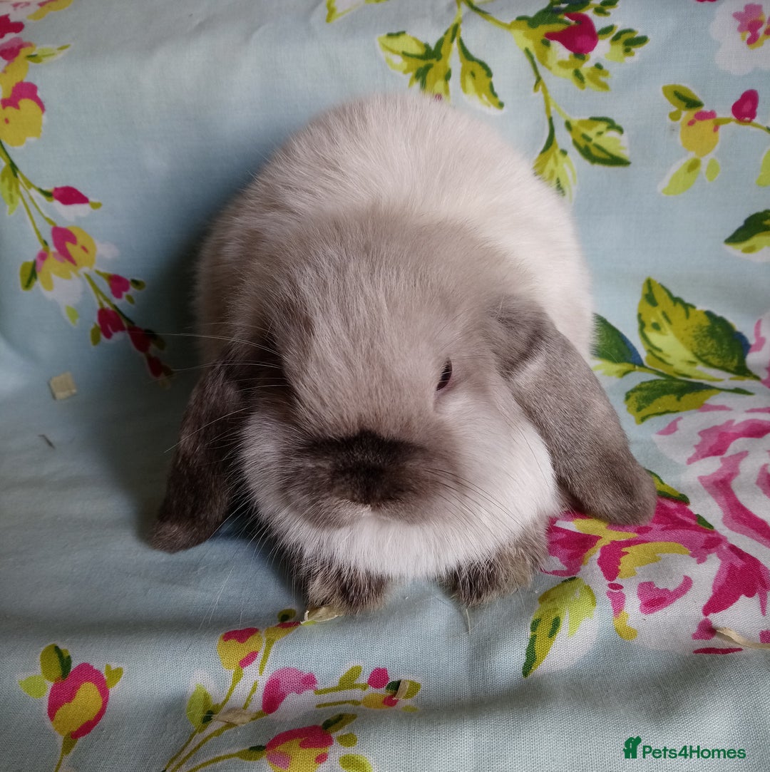 Mini Lop rabbits for sale: Pedigree Mini Lops - Image 8