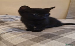Mixed Breed cats for sale: 2 x male kittens - Image 9