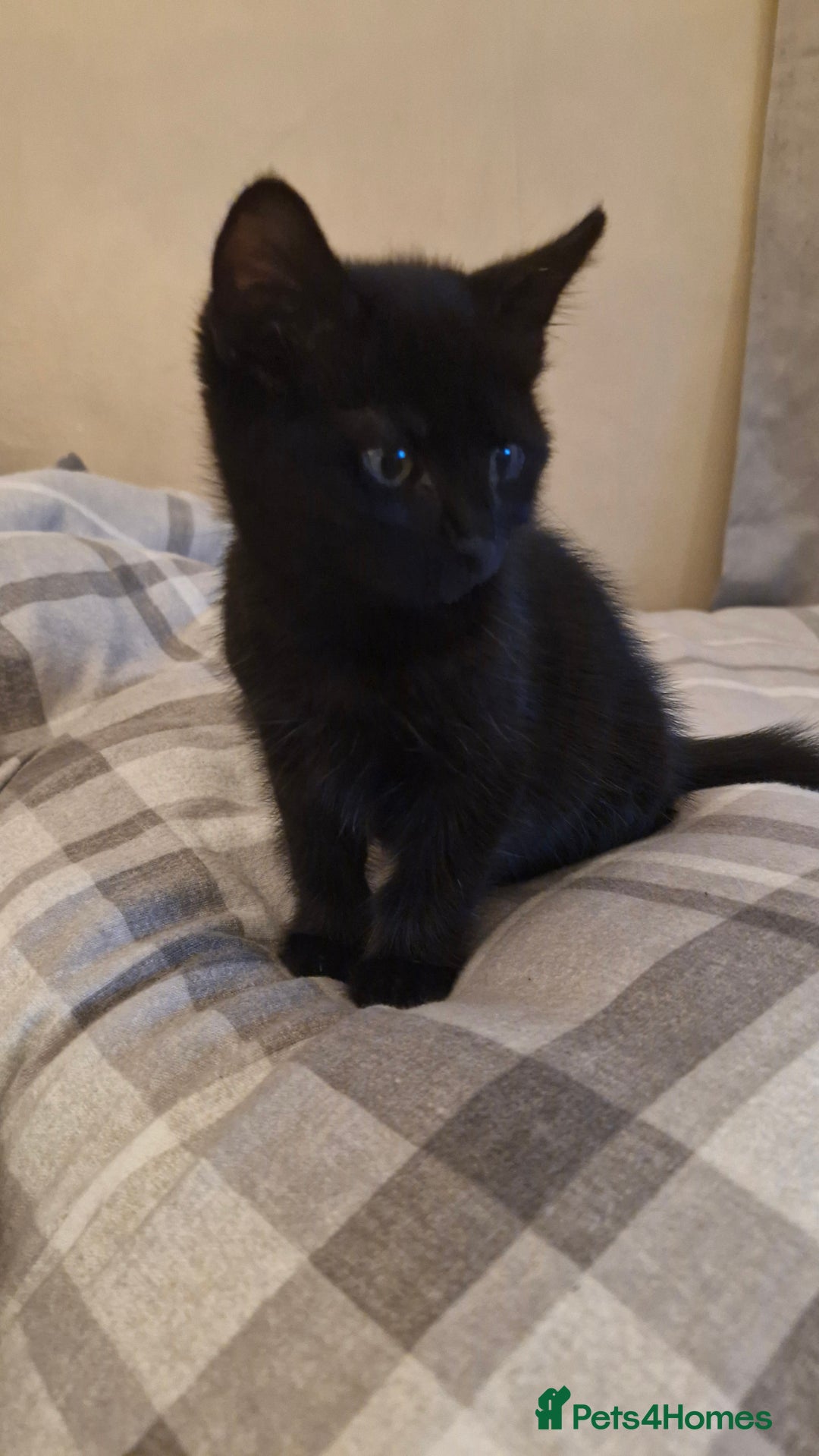 Mixed Breed cats for sale: 2 x male kittens - Image 9