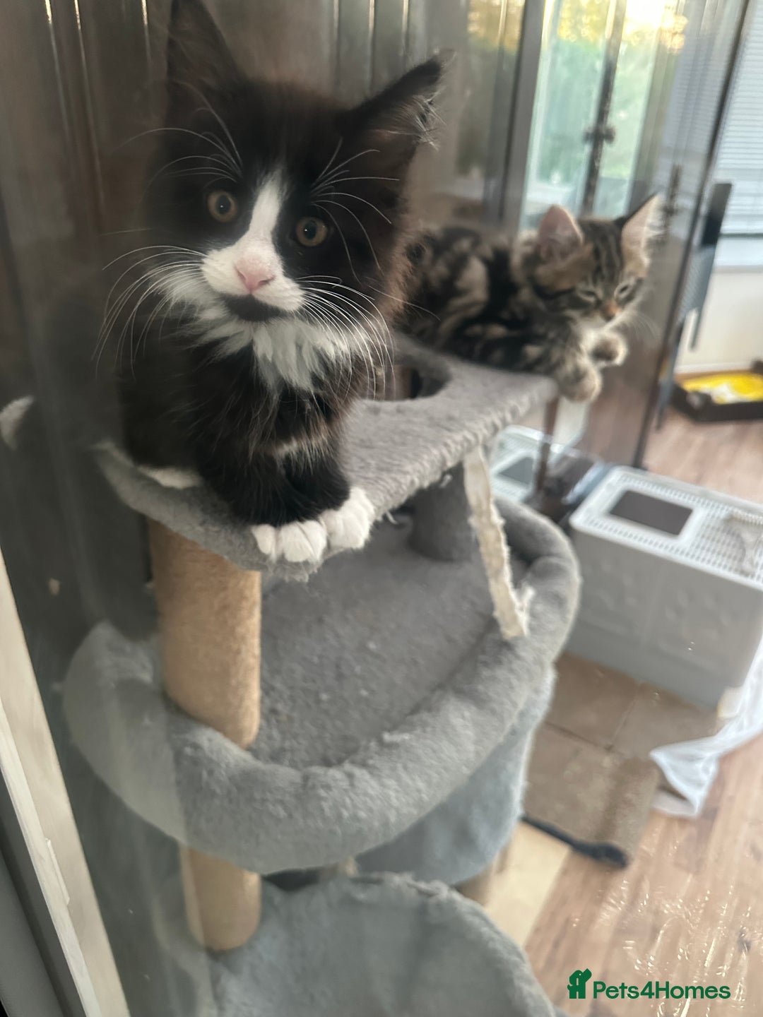 Maine Coon cats for sale: 8 weeks old 4 male 1 female ready to go new homes  - Image 20