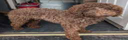 Cockapoo dogs for stud: F2 chocolate cockapoo stud - Advert 10
