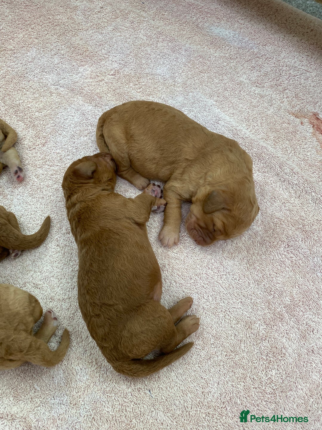 Labradoodle dogs for sale: F1 Red Miniature Labradoodles  - Advert 24