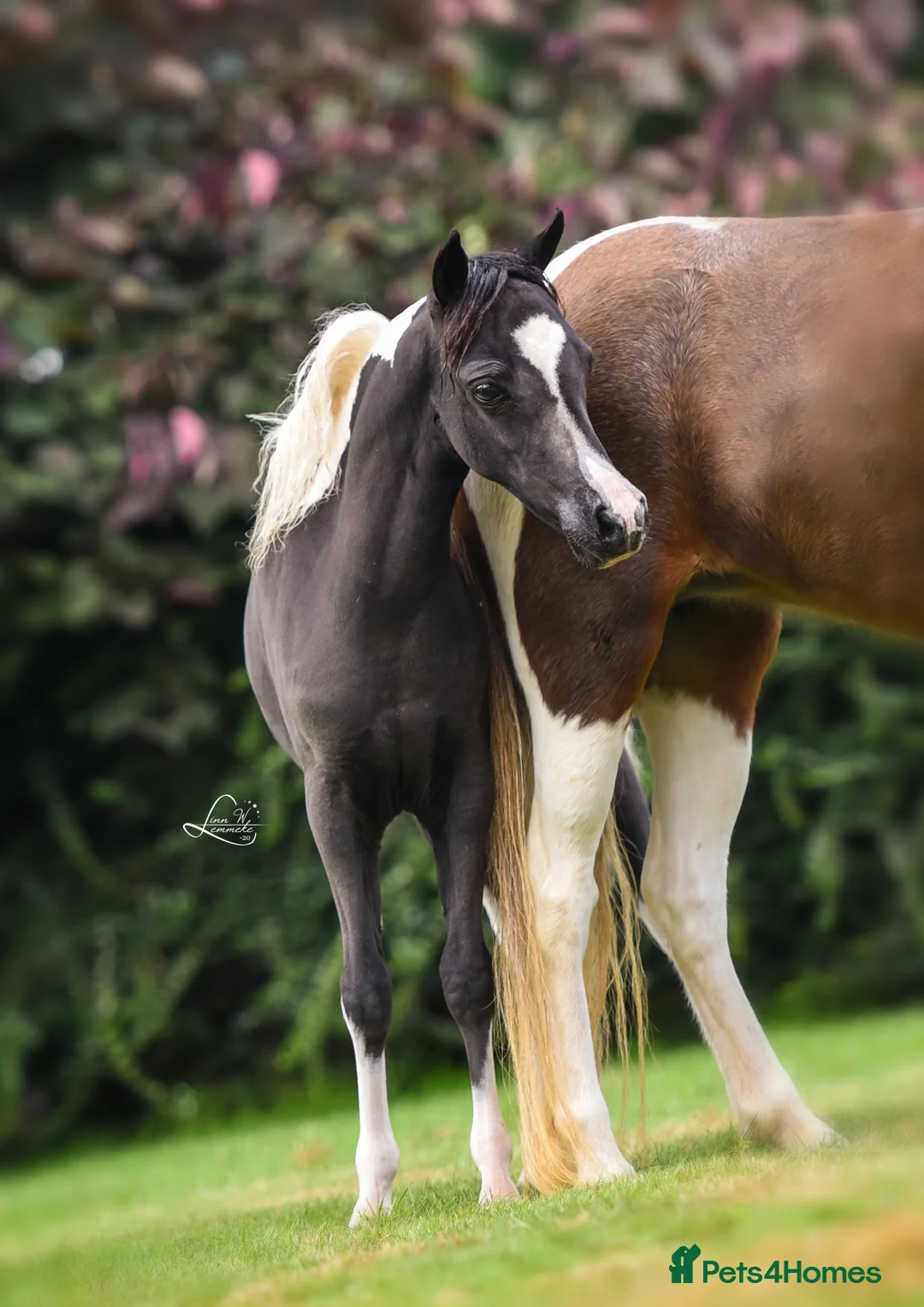 Miniature horses for sale: Kingswood After Dark Lady Marmalade - Advert 4