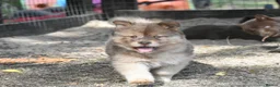 Chow Chow dogs for sale: Genuine chowski puppies  - Advert 25