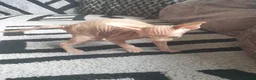 Sphynx cats for sale: Canadian sphynx ready to leave now  - Advert 35