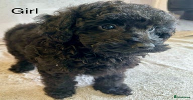 Toy Poodle dogs - Advert 14