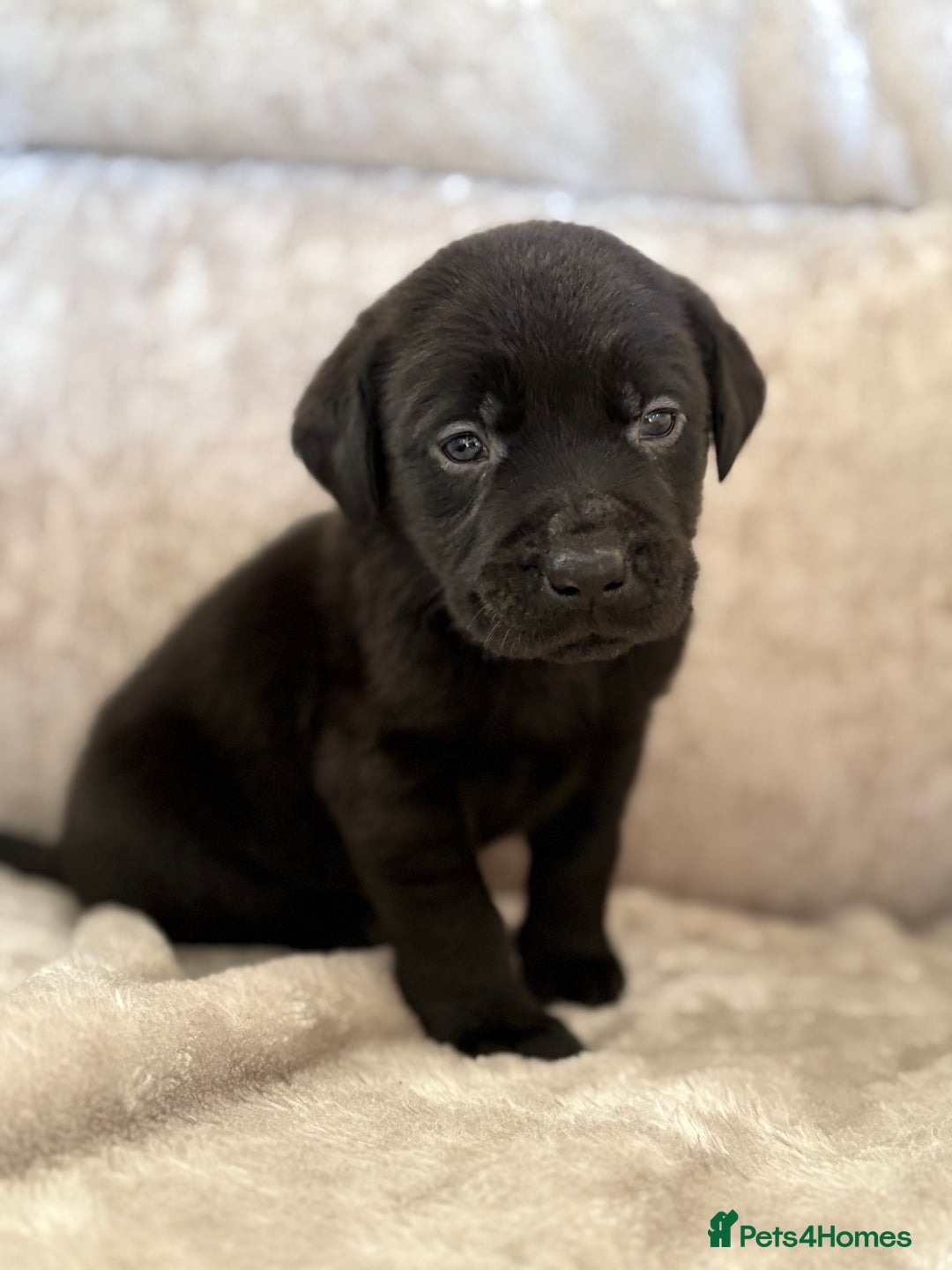 Labrador Retriever dogs for sale: Stunning Labrador puppies - Advert 6