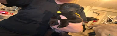 Mixed Breed 2