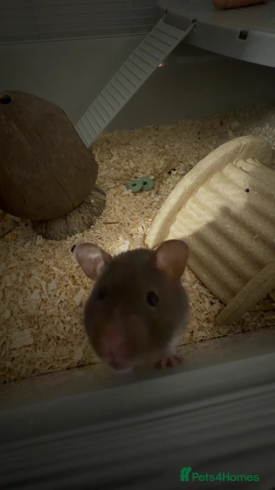 Hamster rodents for sale: FEMALE SYRIAN HAMSTER(all supply’s included) - Advert 2