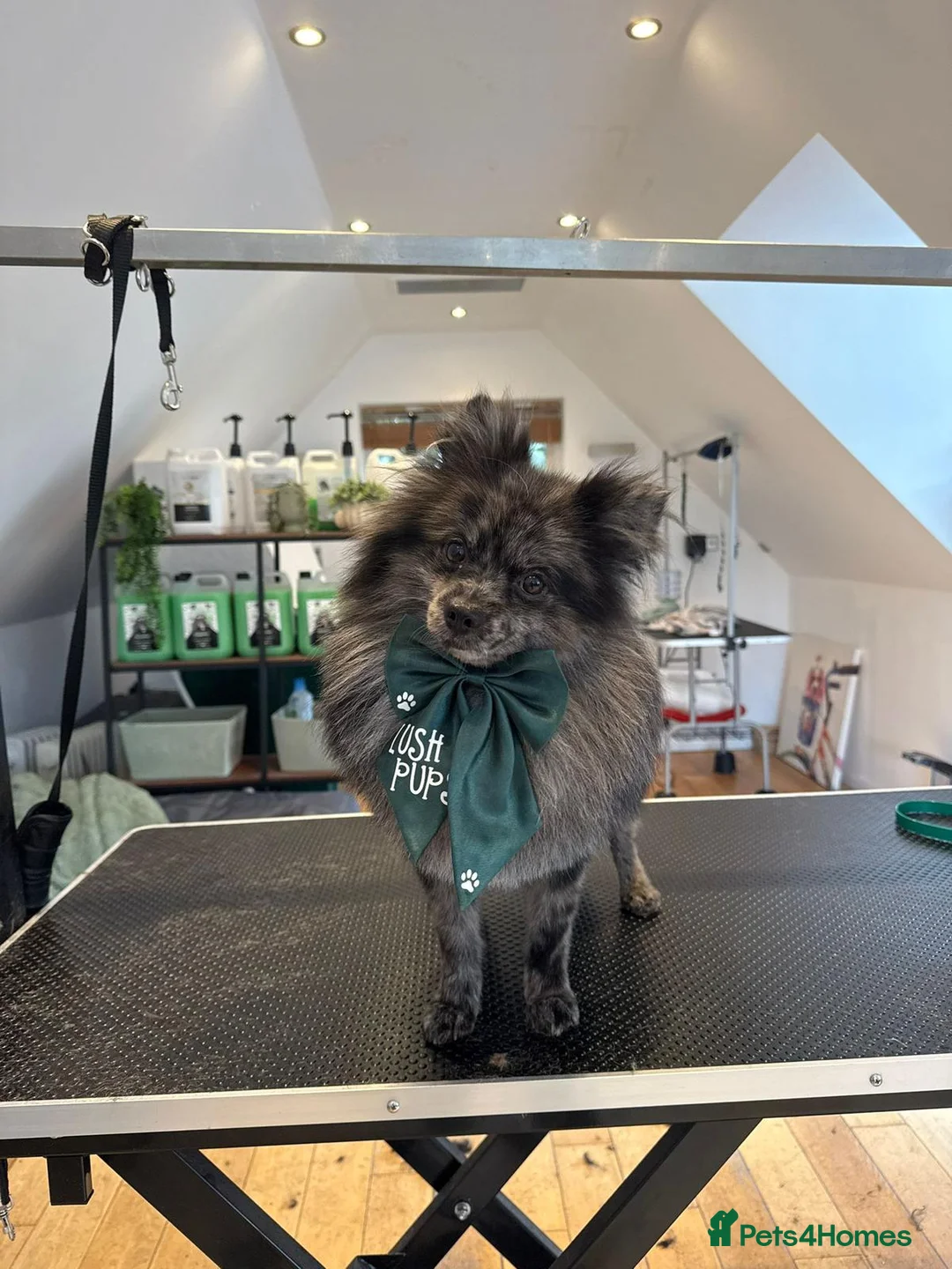 Pomeranian dogs for stud: High-Quality Wolf Sable Pomeranian Stud| Abu Dhabi - Advert 10