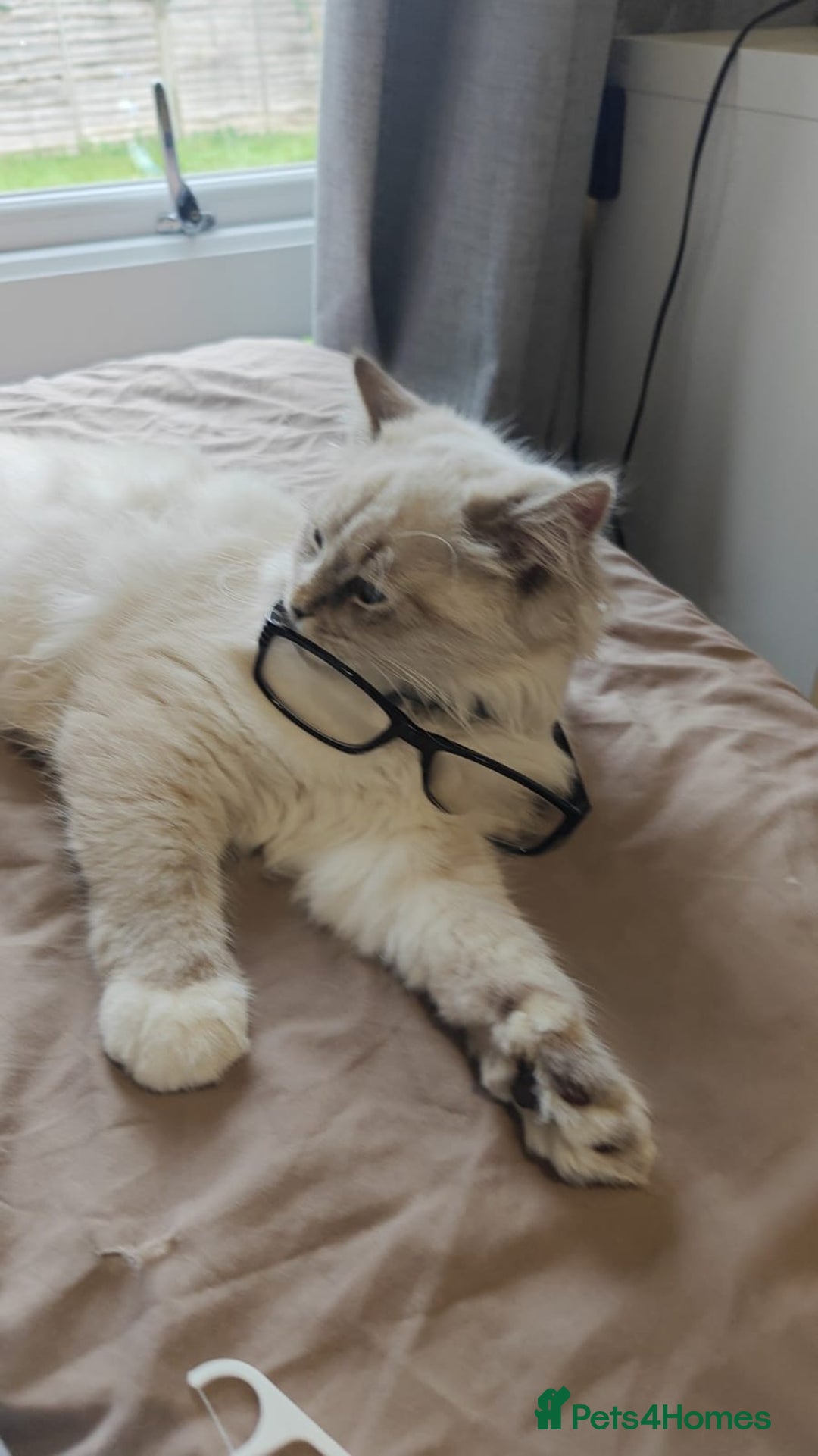 Siberian cats for sale: Siberian Masquerade  - Image 2
