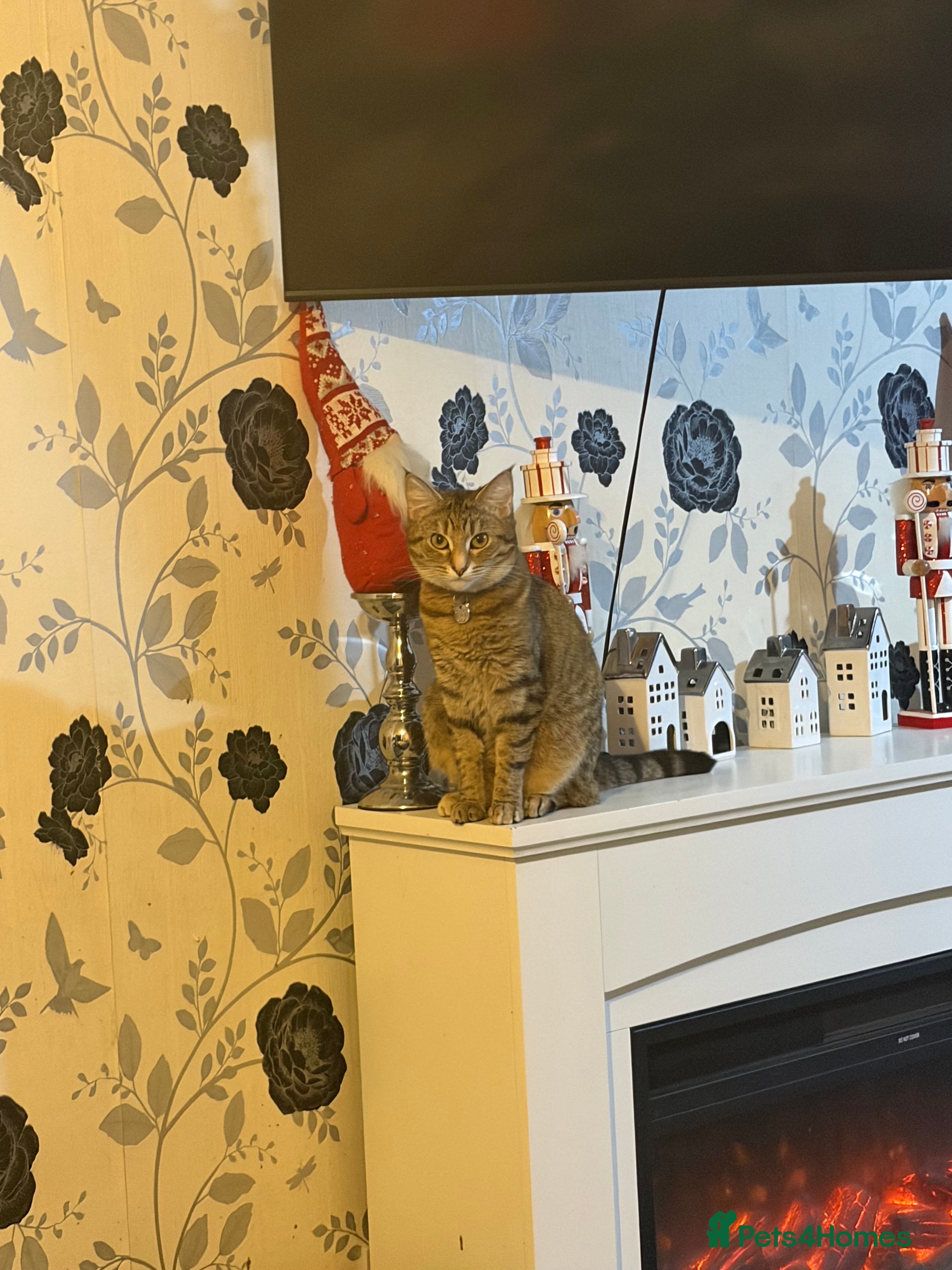 Mixed Breed cats Brothers - Advert 1