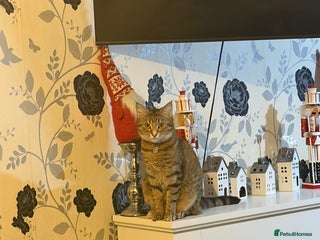 Mixed Breed cats Brothers - Advert 1