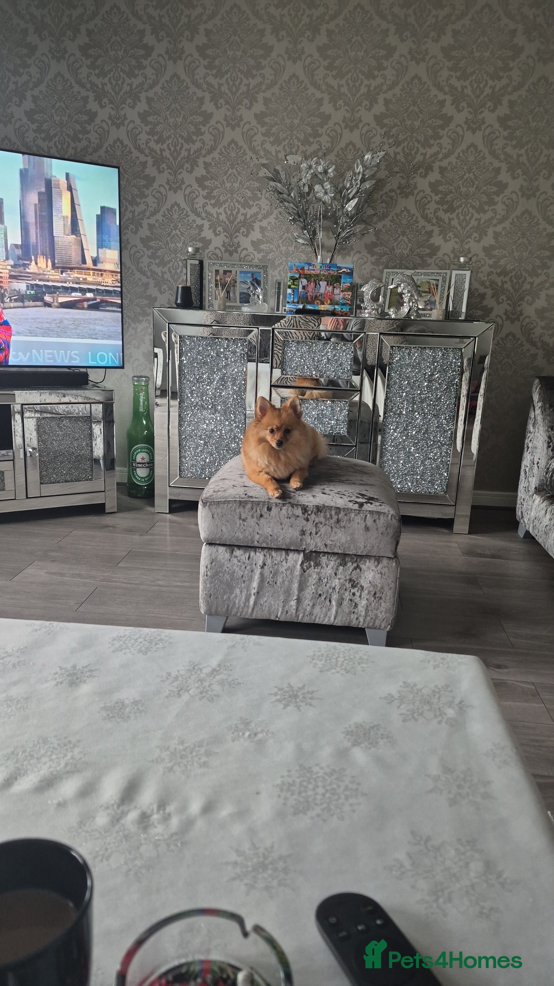 Pomeranian dogs Pomeranian puppie - Advert 4