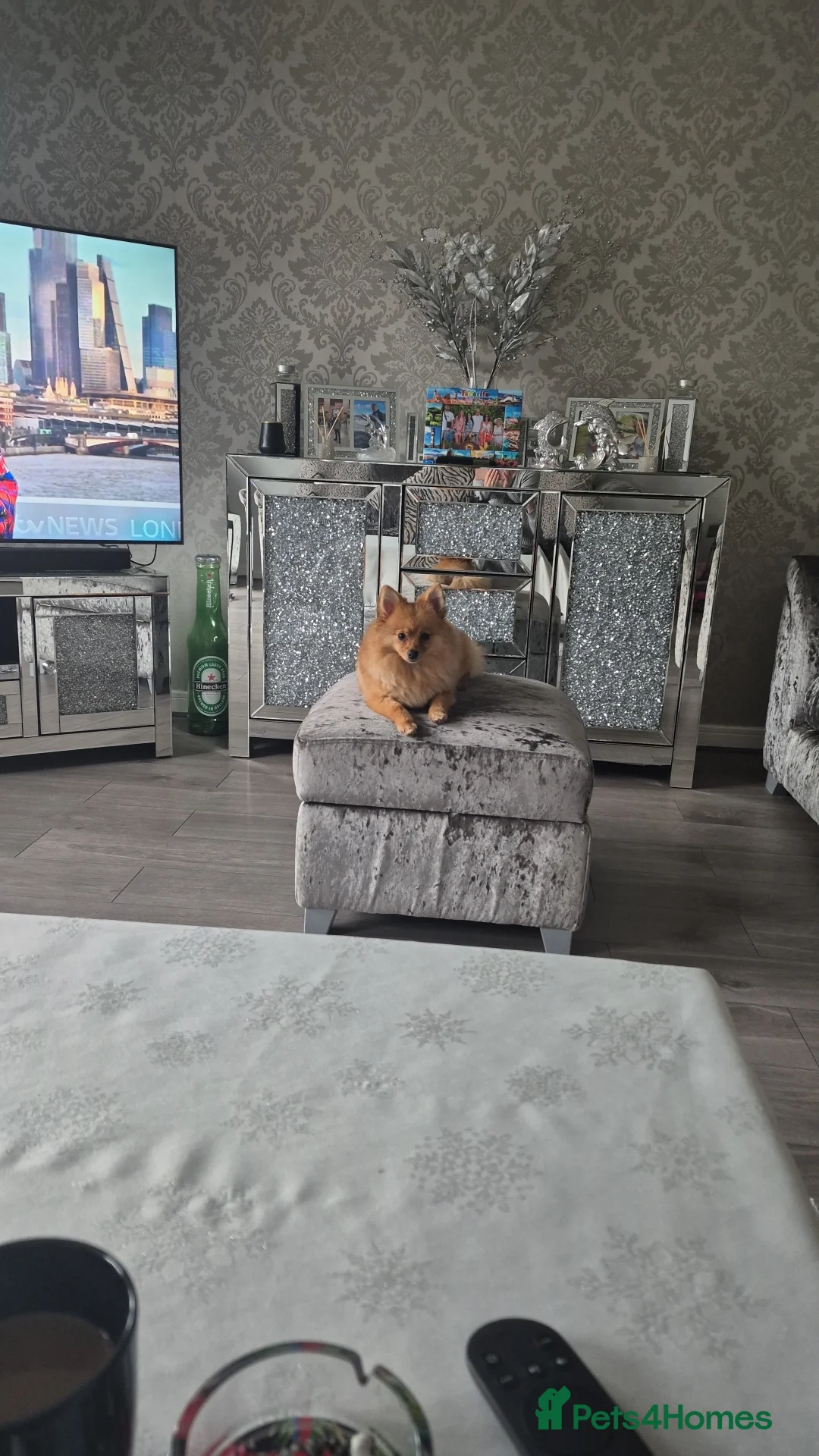 Pomeranian dogs for sale: Pomeranian puppie - Advert 1