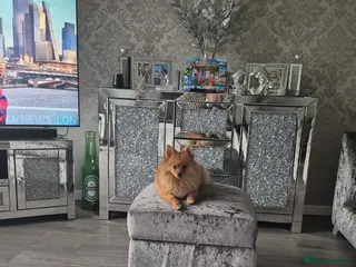 Pomeranian dogs Pomeranian puppie - Advert 4