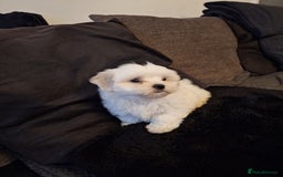 Malshi dogs for sale: Maltese x shihtzu  puppy white with beige ears - Image 3