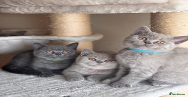 British Shorthair cats - Advert 2