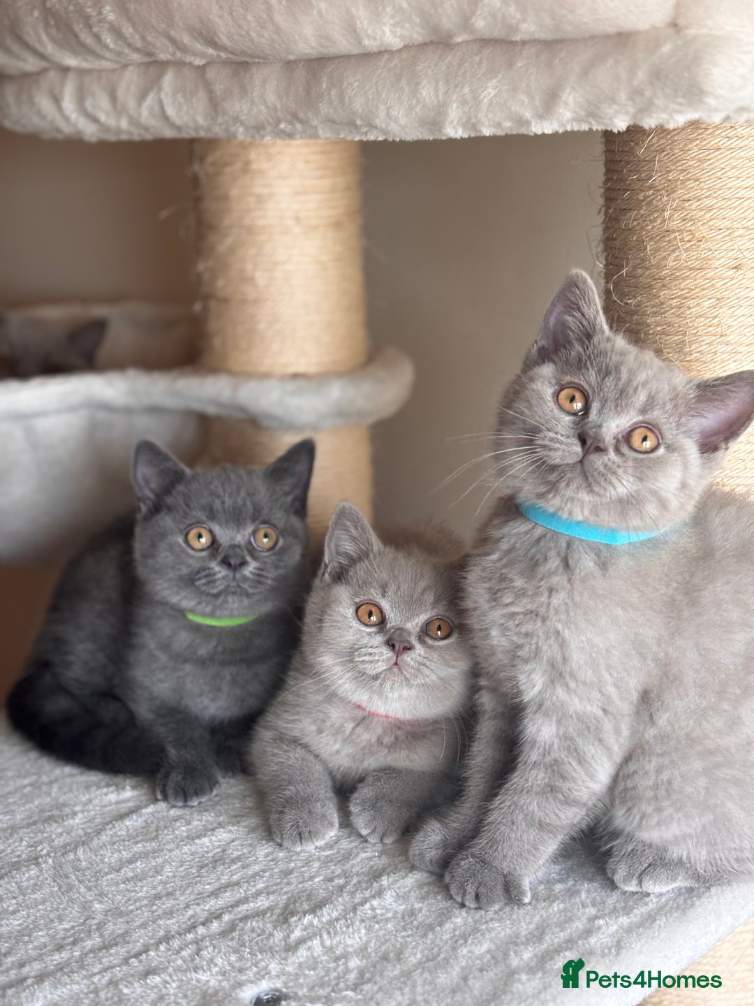 British Shorthair cats for sale: LILAC & BLUE MALE BRITISH SHORTHAIRS - Image 3