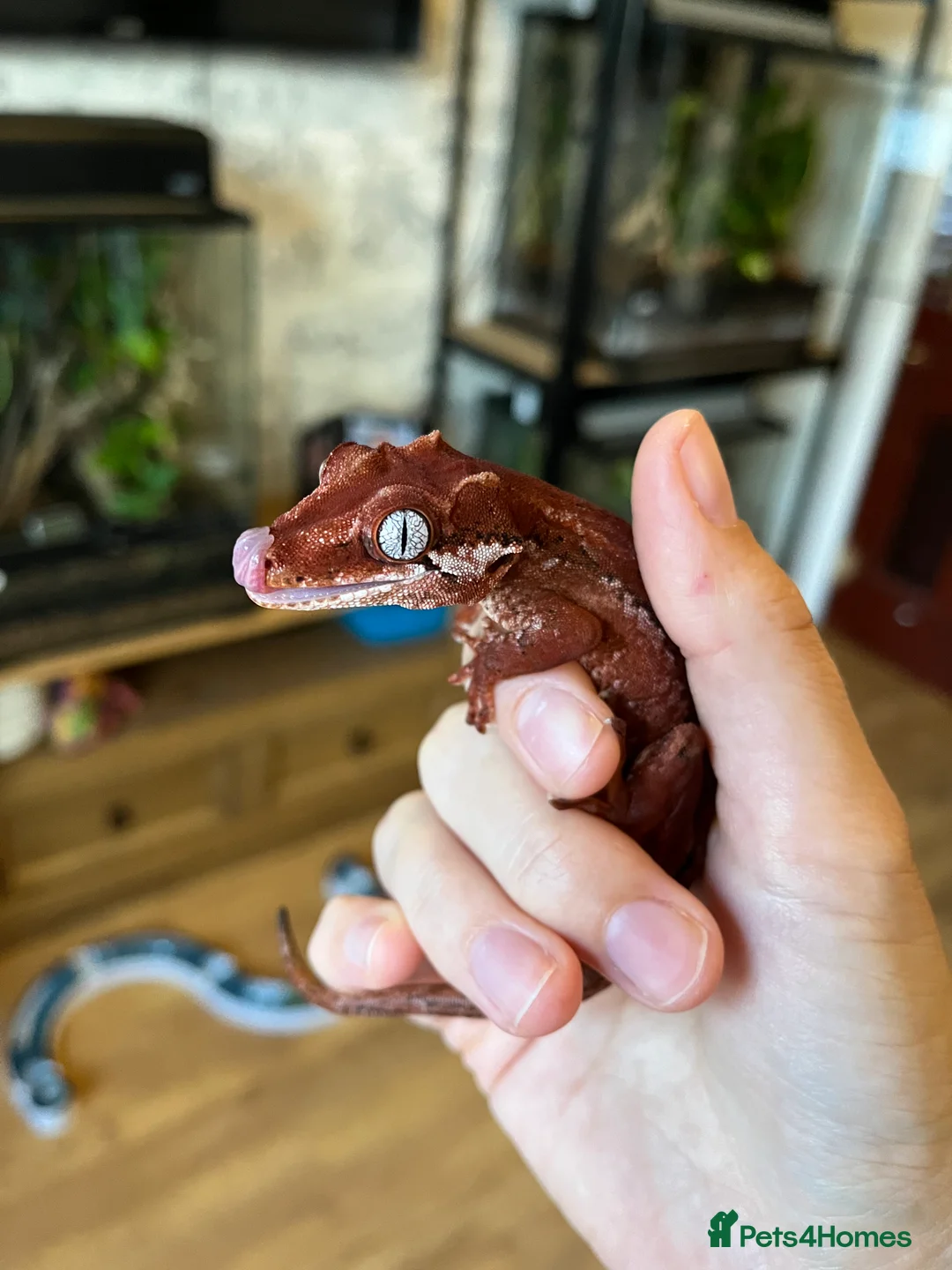 Gecko reptiles for sale: Red Stripe Gargoyle Gecko - Advert 2