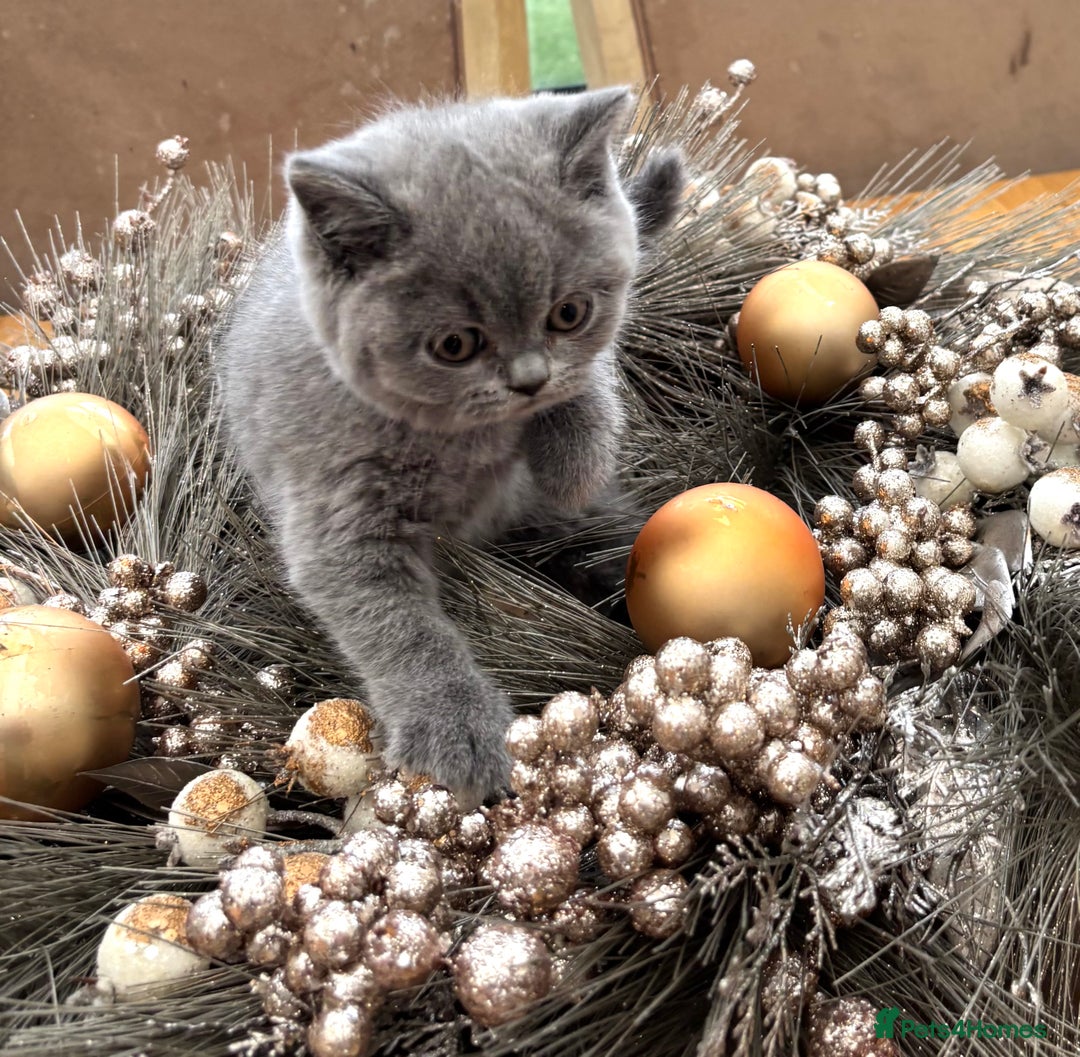 British Shorthair cats for sale: Full British shorthair kittens, London - Advert 9
