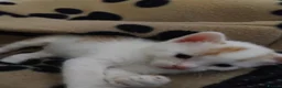 Mixed Breed cats for sale: Playful and Sweet Kittens Looking for a New Home! - Advert 8