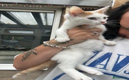 Mixed Breed cats for sale: Two bonded males  - Image 2