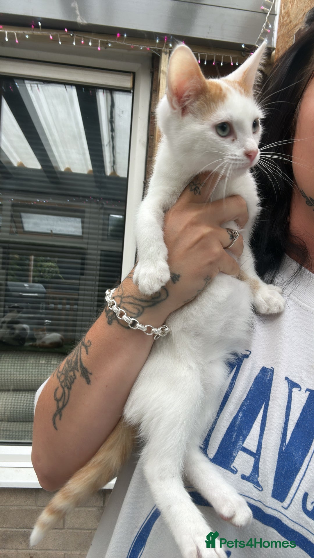Mixed Breed cats for sale: Two bonded males  - Image 2