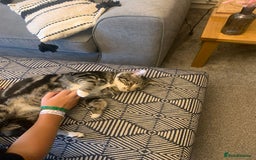 Bengal cats for sale: Gorgeous Tabby / Bengal Cat - Super Friendly  - Image 7