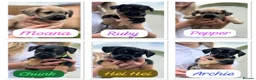 Mixed Breed dogs for sale: Last boy available - Floodle puppies - Advert 3