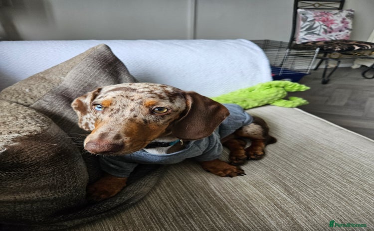 Dachshund dogs - Advert 1