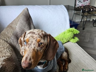 Dachshund dogs - Advert 4