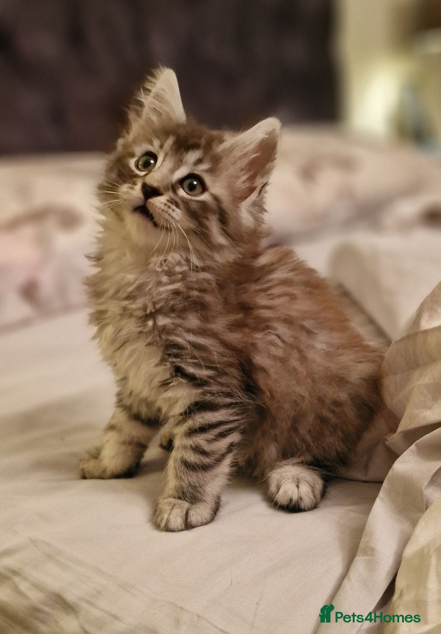 Maine Coon cats Gorgeous Half Maine Coon Litter  - Advert 17