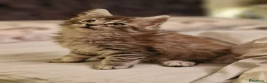 Maine Coon 1