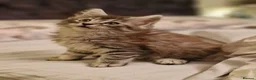 Maine Coon cats for sale: Gorgeous Half Maine Coon Litter  - Advert 1